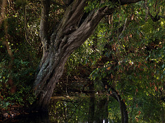 Marais impénétrable .