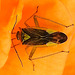 20240520 0138CPw [D~LIP] Weichwanze (Closterotomus trivialis), BS