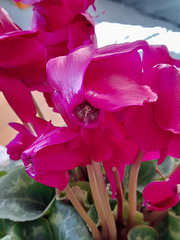 Mon cyclamen macro************