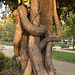 El árbol del abrazo