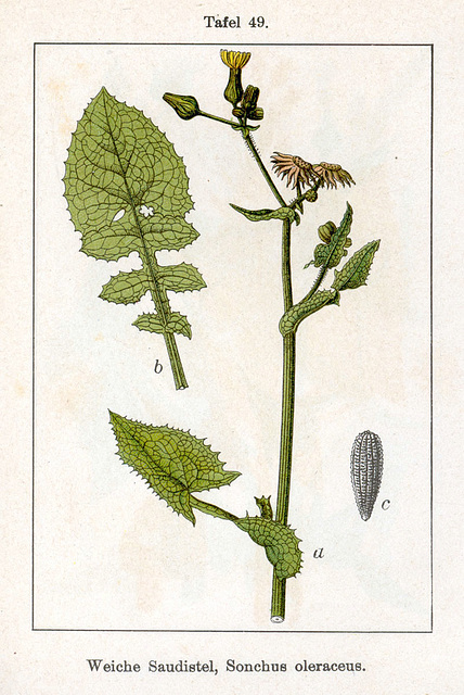 Sonchus
