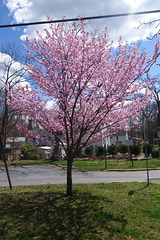 Flowering Tree