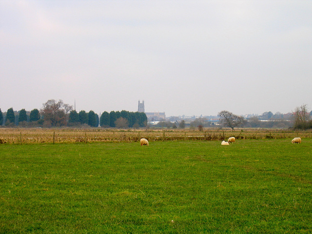Looking towards Worcester Cathedral from the Monarch's Way