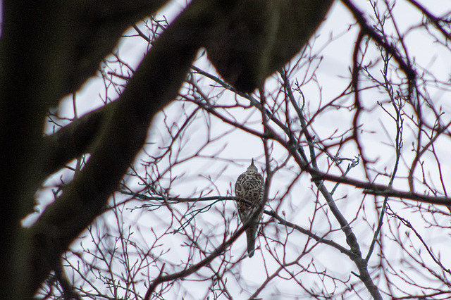 Mistle Thrush from below