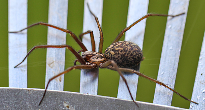 20100514 3469Mw [D~LIP] Haus-, Winkelspinne (Eratigena atrica syn. Tegenaria atrica), Bad Salzuflen