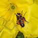 20210927 2915CPw [D~LIP] Nachtkerze (Oenothera), Mistbiene, UWZ, Bad Salzuflen
