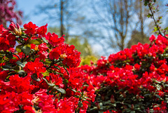 Planten un Blomen, Hamburg (© Buelipix)