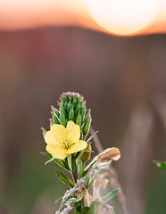 Kerzenlicht im Sonnenschein