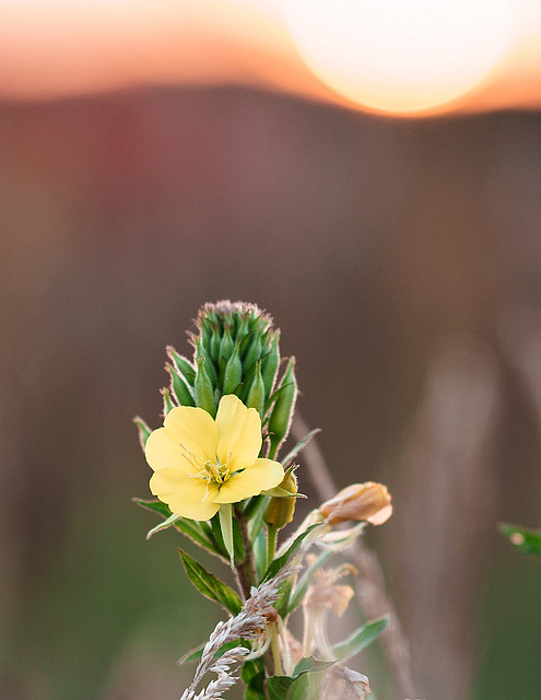 Kerzenlicht im Sonnenschein Kerzenlicht im Sonnenschein