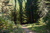Bulgaria, Yuchbunar Sequoia Grove, The Trail to the Century-Old Trees