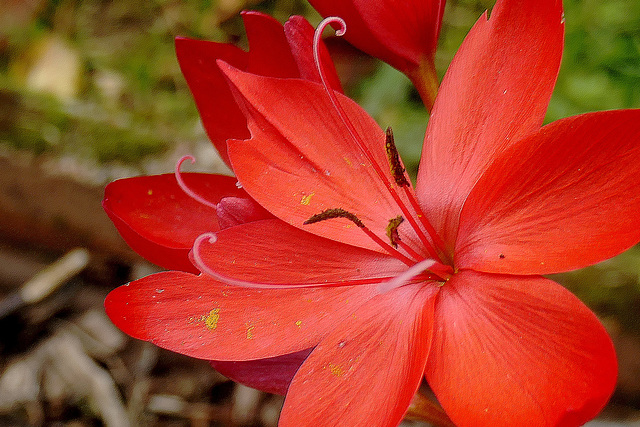 Schizostylis appelé aussi lis des cafres...