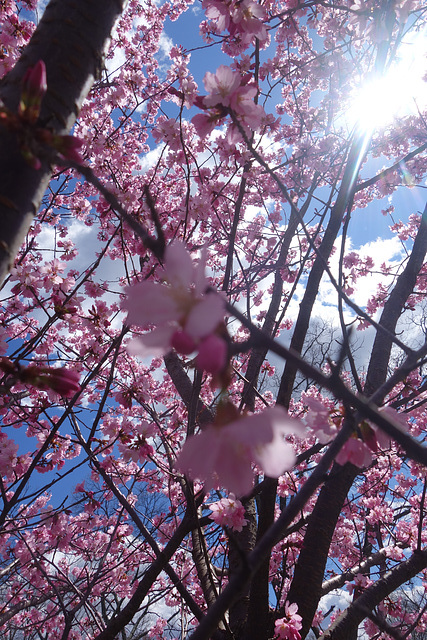 Blossoms up close