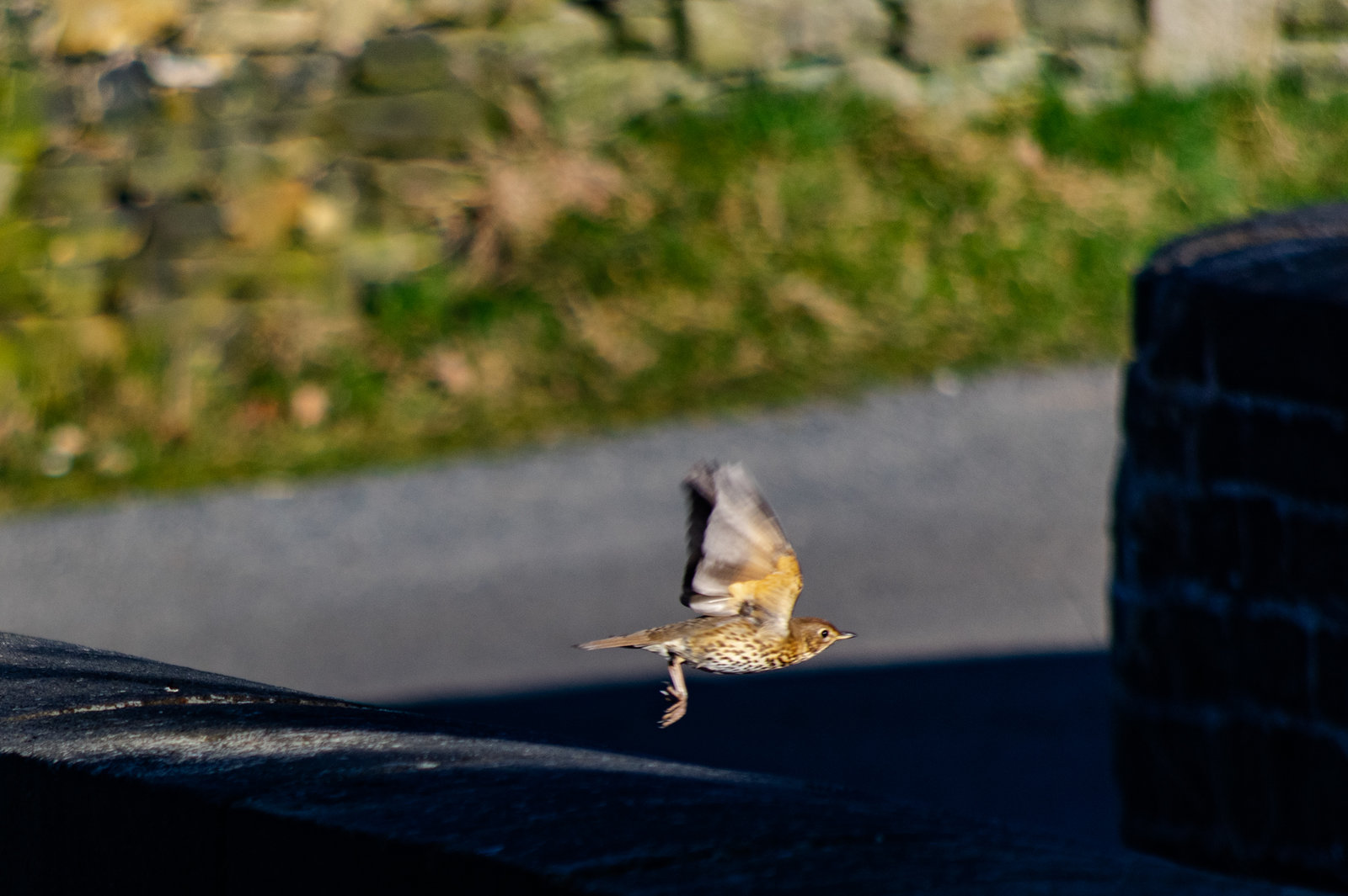 First Flap