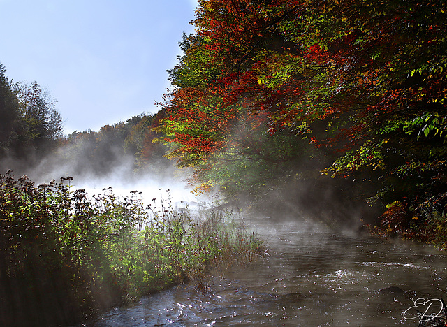 Morning fog