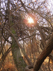 swamp in Maryland