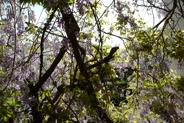 glycine, contre jour