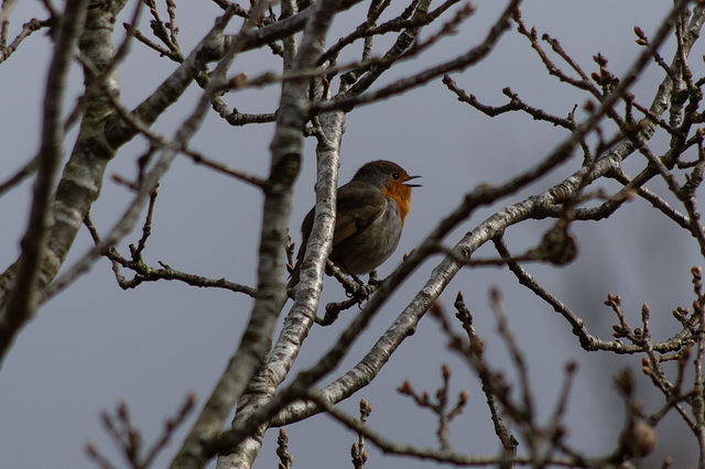 Robin Singing