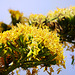Agave: Majestätische Blüte und abruptes Ende - Agave: Majestic flowering and abrupt end - 4 PiPs
