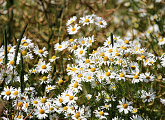 Kamillenblüten