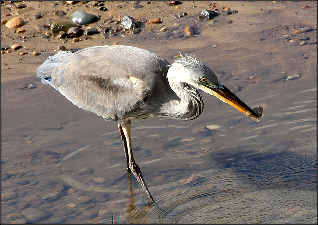 Grey Heron