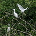 Little egrets Little egrets