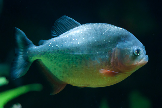 Piranha at Deep Sea World