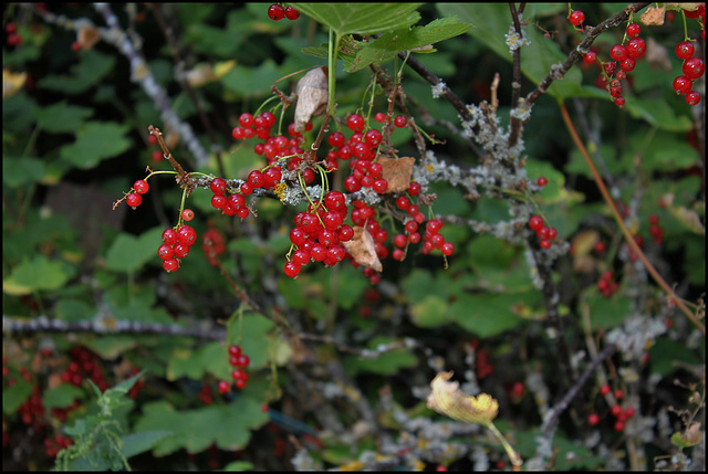 Groseilles sauvageonnes  (2)