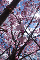 Blossoms up close