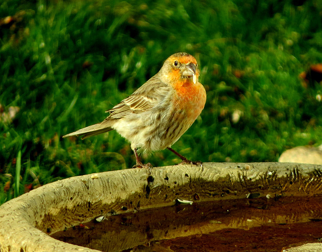 House finch feeding on a sunflower seed.