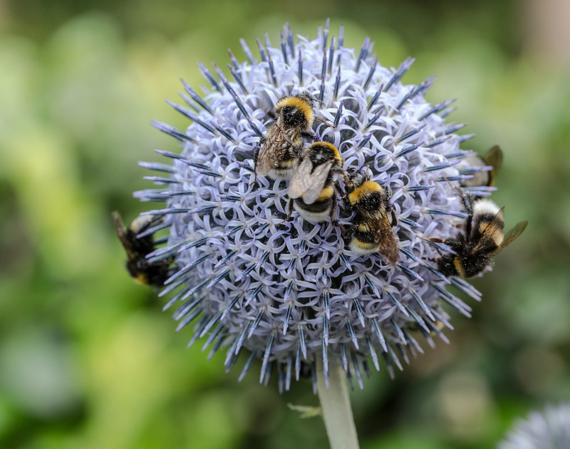 20180704 3655RVMw [D~LIP] Hummel, Kugeldistel, Bad Salzuflen