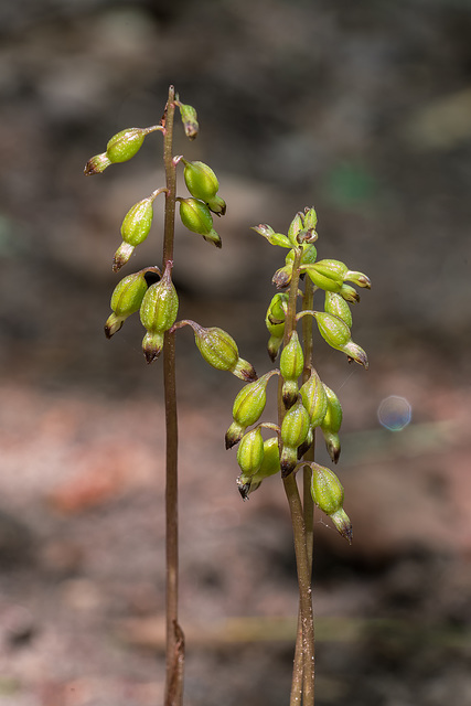 Corallorhiza odontorhiza (Autumn Coral Root orchid)