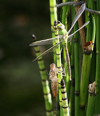 Naissance d'une libellule