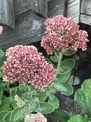 late blossoms