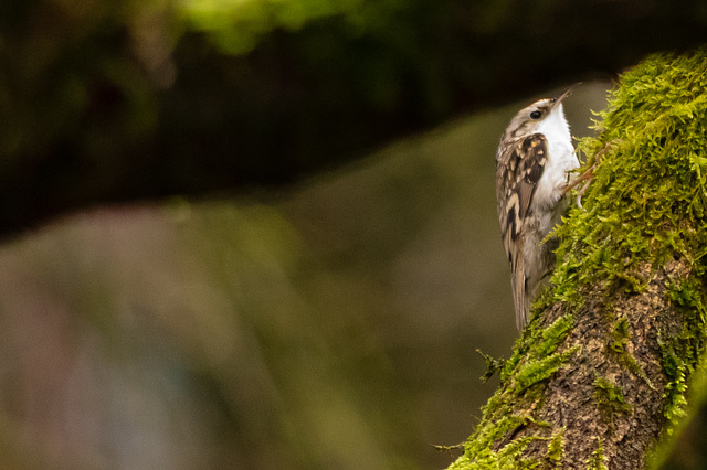 Treecreeper (small image)