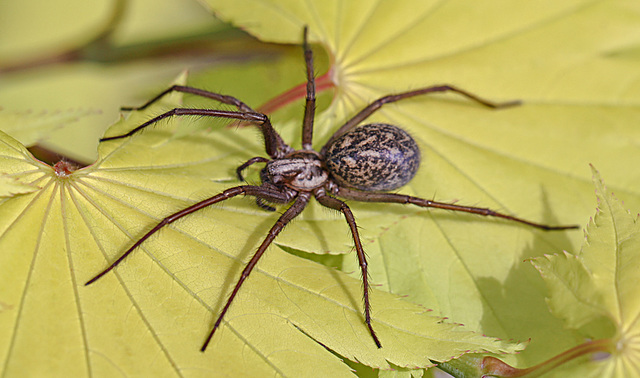 20100514 3473Mw [D~LIP] Haus-, Winkelspinne (Eratigena atrica syn. Tegenaria atrica), Bad Salzuflen