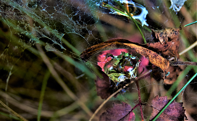 Drops Among The Grass