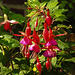 20210927 2916CPw [D~LIP] Scharlach-Fuchsie (Fuchsia magellanica), UWZ, Bad Salzuflen