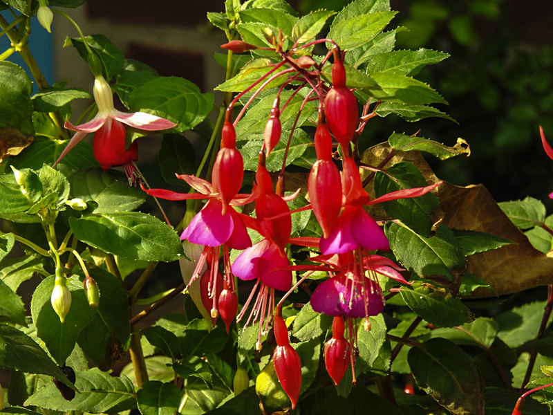 20210927 2916CPw [D~LIP] Scharlach-Fuchsie (Fuchsia magellanica), UWZ, Bad Salzuflen