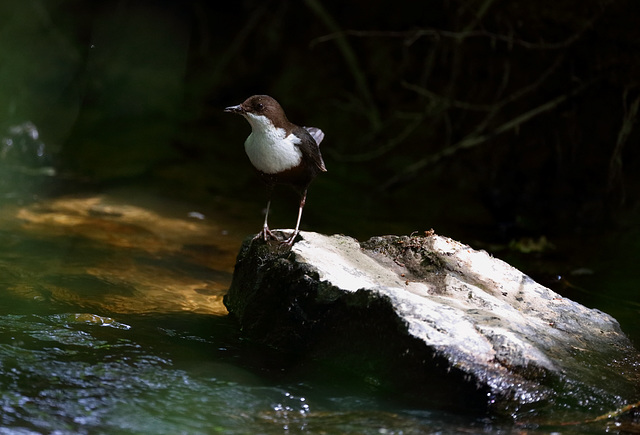 Cincle  ( moulin sur la creuse )