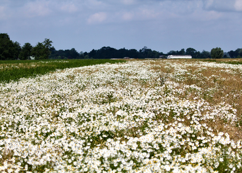 Kamillenpflanzen-Feld