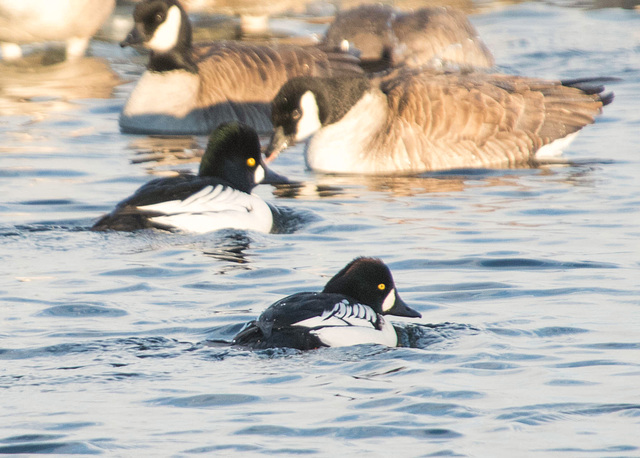 Common x Barrow's Goldeneye Hybrid