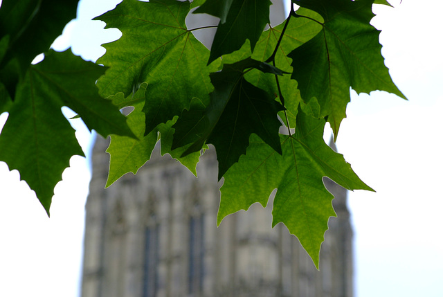 Salisbury Cathedral