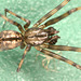 spiderstackof3Photos1mmlong2point4magnificationEF7A9559-61