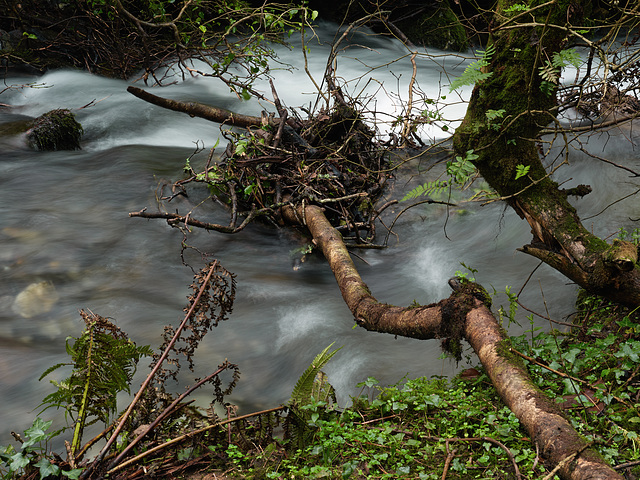 Cornwall - stream