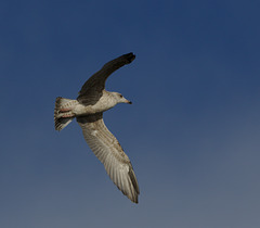 Gull EF7A9775