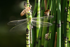 Naissance d'une libellule