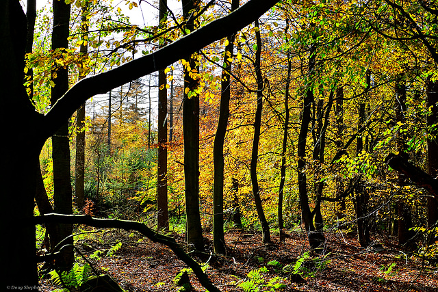 Beech in Autumn Colours (1 x PiP)