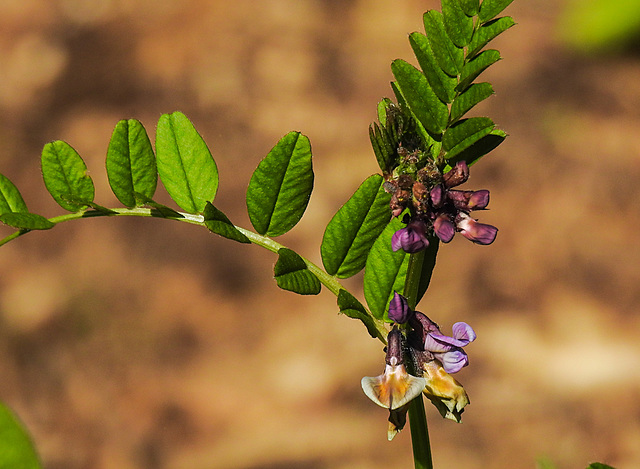 20210524 0293CPw [D~LIP] Saat-Wicke (Vicia sativa), UWZ, Bad Salzuflen