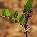 20210524 0293CPw [D~LIP] Saat-Wicke (Vicia sativa), UWZ, Bad Salzuflen