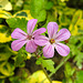 20240520 0141CPw [D~LIP] Stink-Storchschnabel (Geranium robertianum), BS